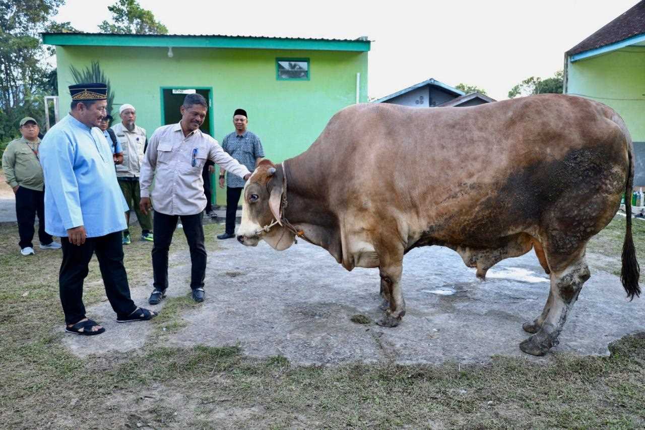Serahkan Bantuan Sapi Kurban Dari Presiden, Bupati PPU : Mudah-mudahan Memberikan Berkah dan Manfaat